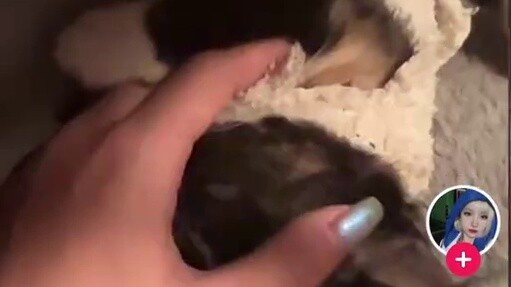 The fate triggered by a meow is still touching even after more than half a year. The little milk cat