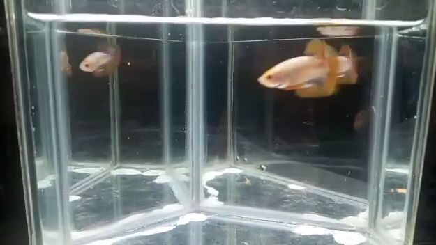 orange base hmpk betta