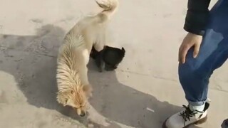 Dogs aren't sages, but can you really step into the same pit twice?