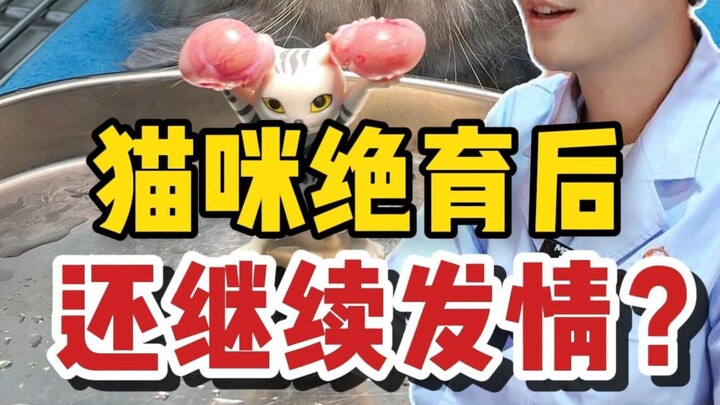 Do spayed/neutered cats still exhibit "heat" behaviors? Is this normal?