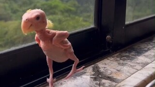 因为“鹦鹉喙羽症”几乎掉光羽毛的6岁鹦鹉，依然是一只快乐的小鸟