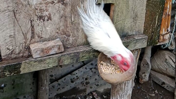 pakain ng warrior lods