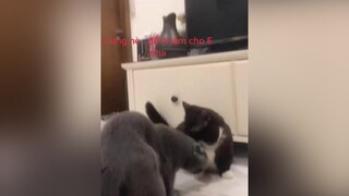 Có những ngày cọc không cần lý do🤣 meo meow cats meocute fypシ munchin munkchincat
