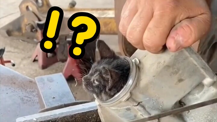 The cat got stuck—what a total embarrassment!