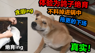 吊人作死为鸽子绝育，不料掉进锅中，捞出来后狗狗却爱吃极了，真实！