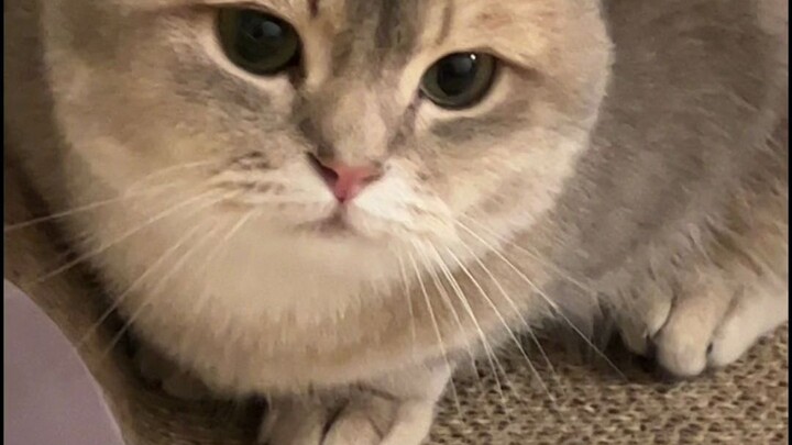 What should you do if your cat keeps trying to make you sing?