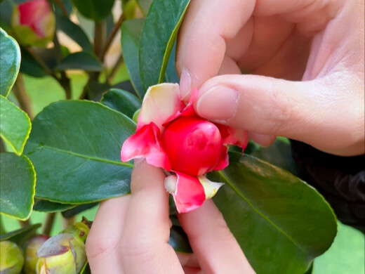 Camellia flower buds won’t open? Follow these four steps!