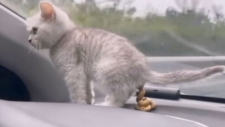 “Chủ đạo là sự đê tiện!”