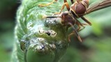 [Animals]Bee eating caterpillar