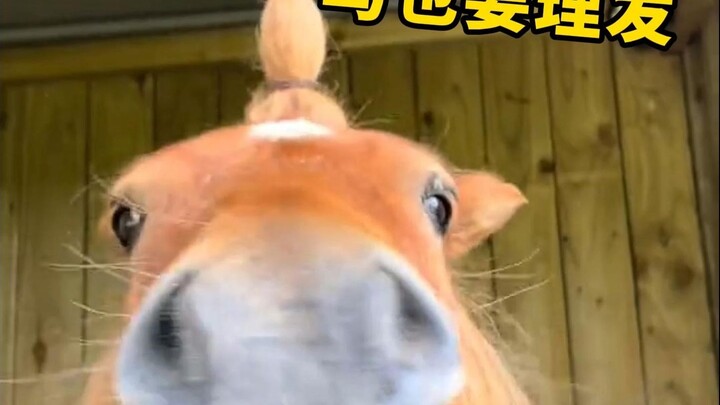 Tóc của ngựa được cắt tỉa định kỳ.