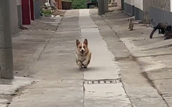 Dog: Is it her? Is it her? It should be her? It can’t be her, right? It’s her!