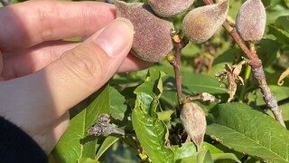 十步偷一袋，千里不留菜