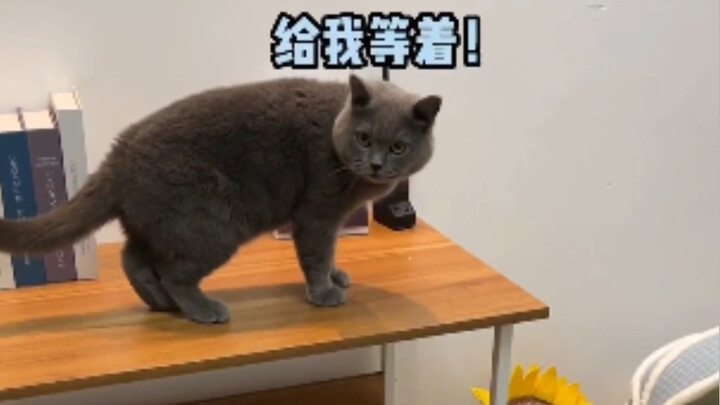 如何以其猫之道还治其身。