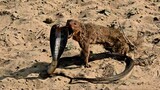 Mongoose Vs Cobra Snake Ultimate Wild Fight.