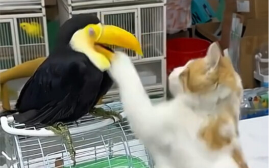 Kucing yang merasa gatal-gatal