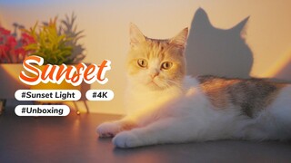 Cat Selfie With Sunset Lamp, Everything looks Gorgeous | Cats Unboxing | 1️⃣Sunset Lamp+2️⃣🛁+3️⃣👙