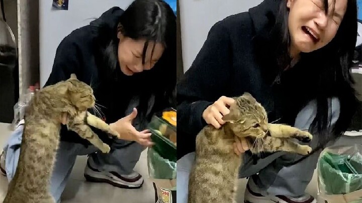 Mèo lén ăn món mochi 15 tệ của cô gái, cô bật khóc chất vấn: “Một hộp mochi thì có bao nhiêu chứ?”