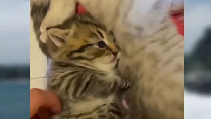 🐱 El Gato de Mujaer Diganggu Sama Babunya Lucunya ya ampunnn❗