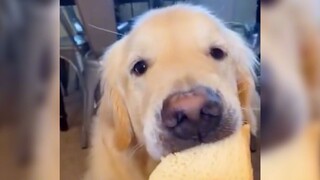 Apa yang terjadi jika kamu berkata pada anjingmu hanya boleh menggigit sekali?