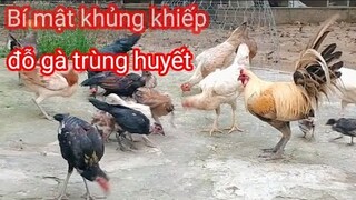 Đổ gà trùng huyết công việc của 10 năm, gói gọn trong 16 phút cho anh em cùng đam mê| #NôngDân5Chấm