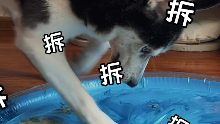 When I bought my dog a water bed