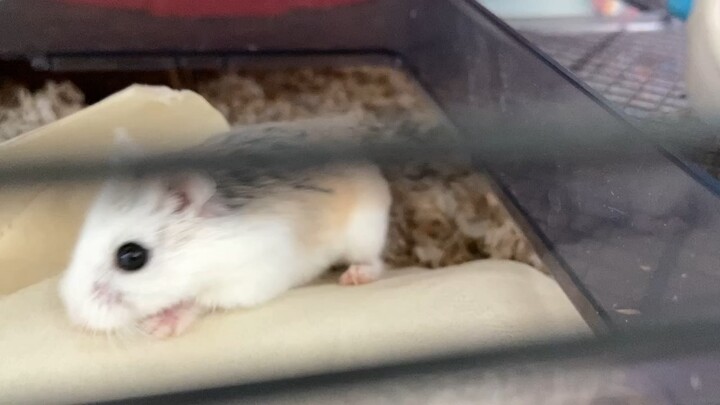 Hamster. Making a bed