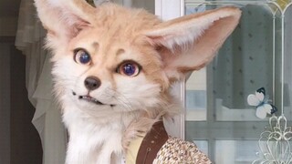 [Triển lãm được ủy quyền] Fennec Fox-chan