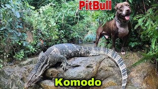 PitBull Max Thợ Săn Số 1 Việt Nam Truy Đuổi Con Mồi | Săn Bắt Ẩm Thực Vùng Cao