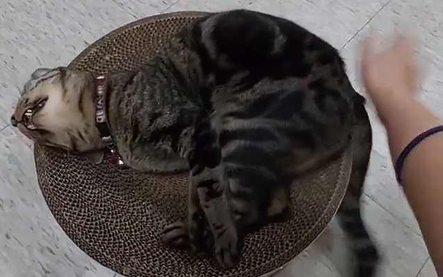 The kind who’s really cruel to cats—beating him black and blue every day until he’s crying out!