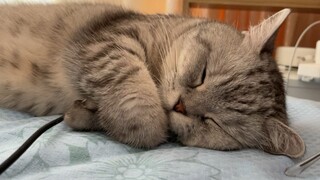 治愈猫猫睡觉觉~喵