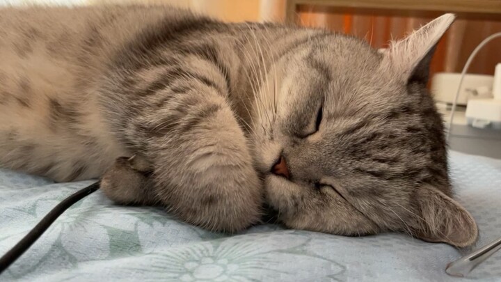 治愈猫猫睡觉觉~喵