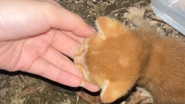 About me ordering takeout during online classes and accidentally finding a cat while picking it up.