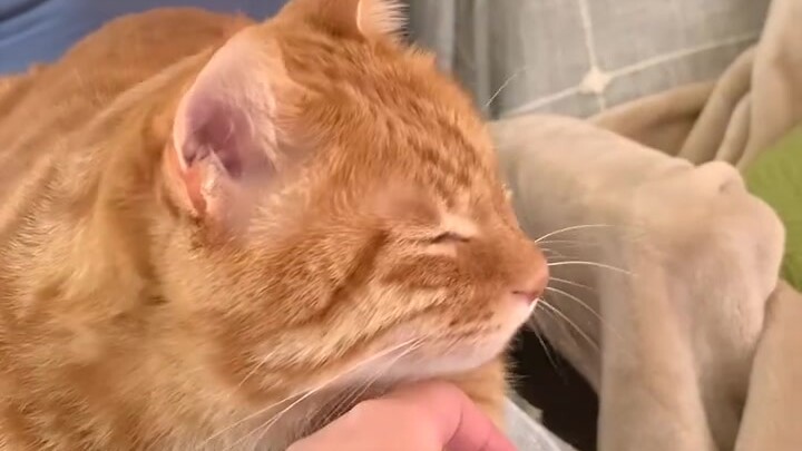 แมวจะหยิ่งได้ขนาดไหนนะ? ที่แท้ก็อ่อนแอมากเลยนี่เอง!