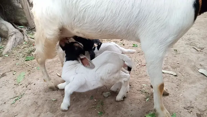 Mama goat gave birth last December 31 2021