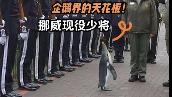 Thiếu tướng Na Uy hóa ra lại là một chú chim cánh cụt!