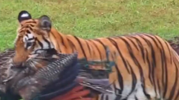 Tiger attack peacock
