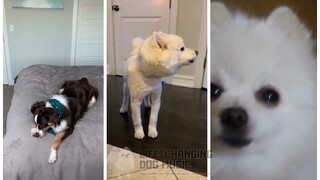 Cynthia Battle Theme (Pokemon) but Dogs Sung It (Doggos and Gabe)