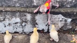 ลิงเล่นกับเป็ด #น่ารัก #สัตว์ #สนุก #ลิง