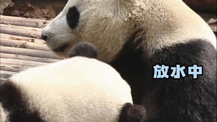 看到大海里的水了吗？全是叶子给花花放的