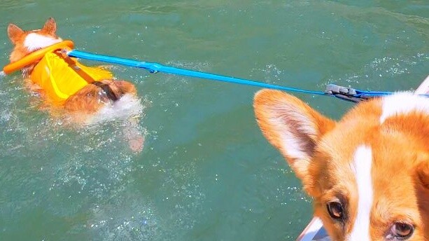 Can you help me check the motor of my paddle board?