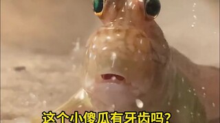 大部分时间都生活在陆地上的鱼：弹涂鱼，大大的眼睛微张的嘴巴，看起来就“不太聪明”的样子