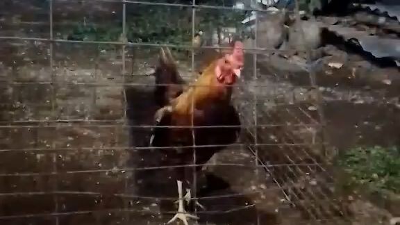 Native na kaber pa mga 1x win na silang dalawa at sa March 1 2026 isasabak nanaman sila ✌️🐓