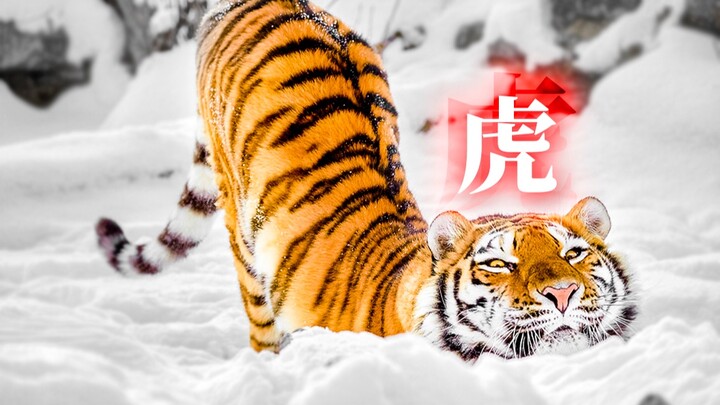 吸最猛的猫，过最虎的年！虎年快乐！