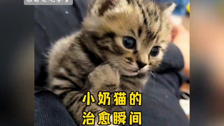 “Momen pengobatan dari anak kucing menggemaskan, setelah menonton suasana hati pasti membaik!”