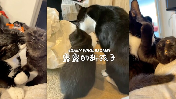 After my cat Lulu lost her kittens...