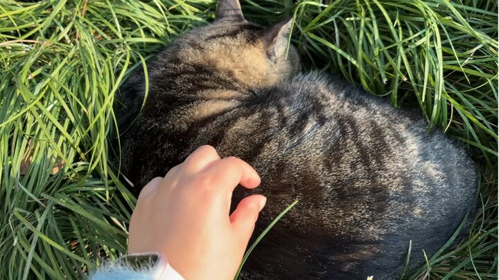 发现一只卧草的猫眼螺