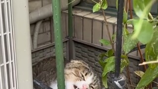 Kucing: Pergi! Kalau tidak aku akan..... Eh, eh, apa ini yang begitu enak?