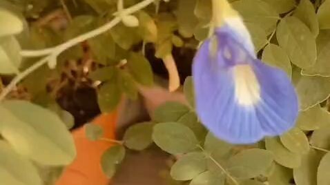 My garden on rooftop 🥳😊☘️💐🌷💐