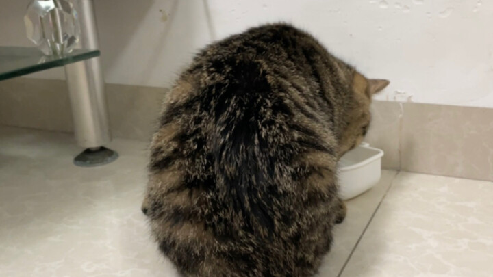 The little kitten waited for mommy to finish overtime for two hours, but was so mad it refused to ea