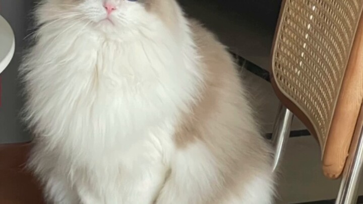 Aku terharu sampai menangis, aku punya kakek peri...